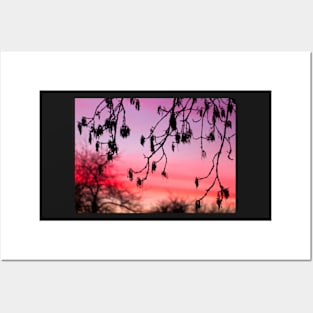 Ash tree seeds sunset Posters and Art